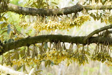 Durian flowers bud on durian tree 8562673 Stock Photo at Vecteezy