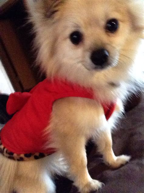 My little baby buttercup maltipom maltese Pomeranian | Puppies, Animals, Pets