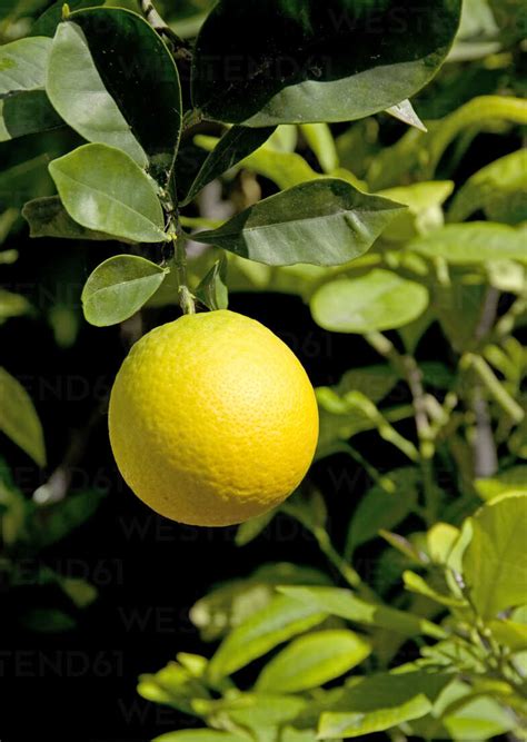 Germany, Mannheim, Yellow Grapefruit on tree stock photo