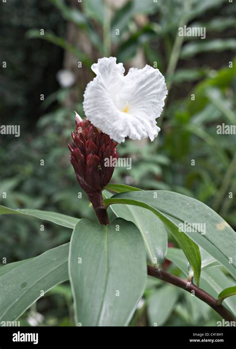 A Dark Red and White Flowering Ginger Plant in Bloom in Singapore Botanic Gardens Republic of ...