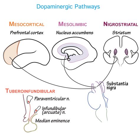 Neuroanatomy Glossary: Dopaminergic Pathways | Draw It to Know It