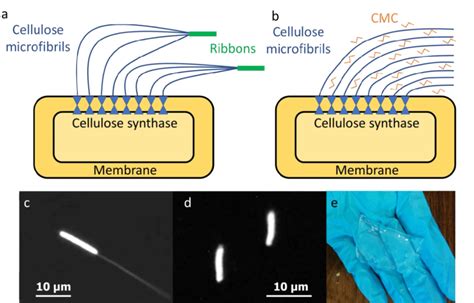 Schematics of cellulose production by a bacterium: native cellulose (a ...