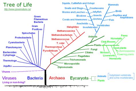 North-Grand HS Biology Blog: Six Kingdoms Classification Project