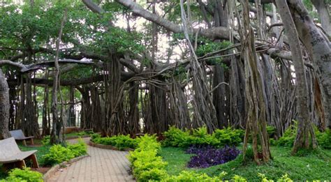 Dodda Alada Mara Bangalore - The Big Banyan Tree you must visit!