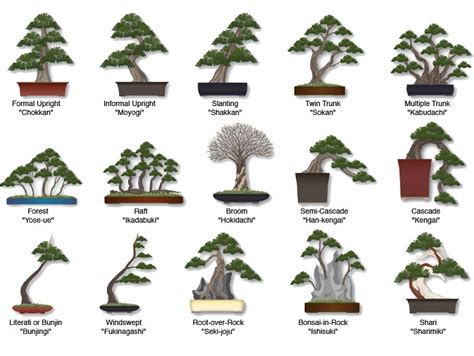 12 Stunning and Very Rare Bonsai Trees