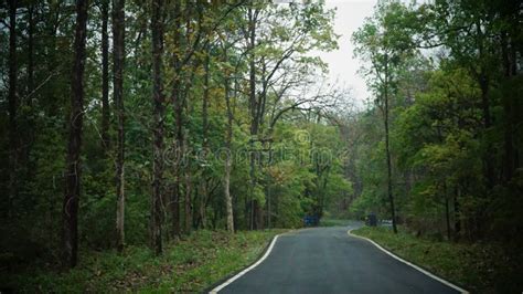 A road towards the forest stock photo. Image of jungle - 172700882