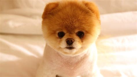 Cute Baby Puppies Wallpaper