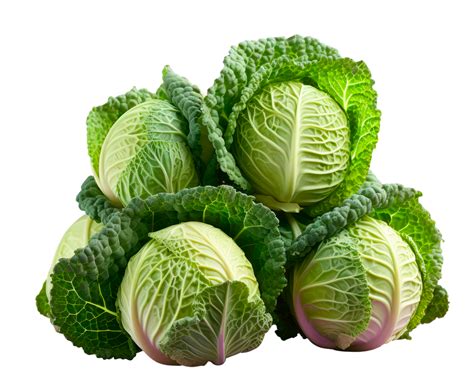 Savoy cabbage – Best Agro