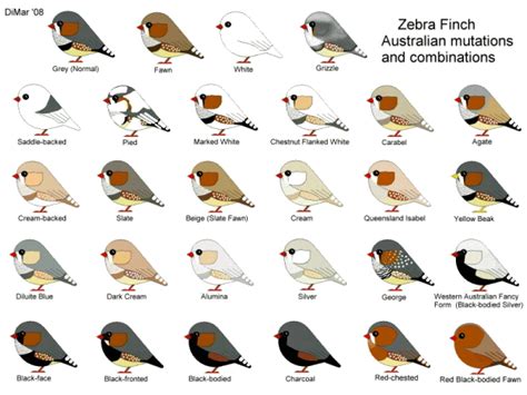 Zebra Finch Mutations | by jeffreymelvinread » Fri Dec 03, 2010 1:09 am ...