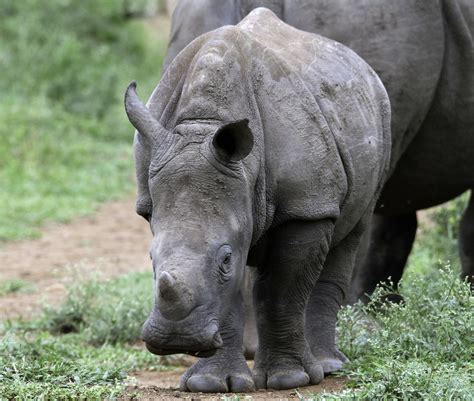 Baby White Rhino | semilebon | Flickr