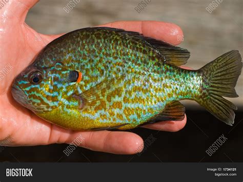 Pumpkinseed Sunfish Image & Photo | Bigstock