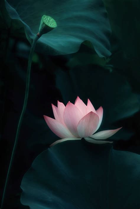 Lotus Flower, Catherine W. | Posters, Art Prints, Wall Murals | +250 ...