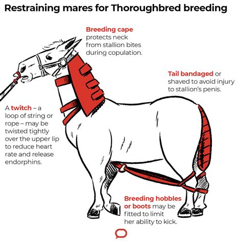 Breeding Thoroughbreds is far from natural in the race for a winner