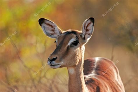 Impala antelope — Stock Photo © EcoPic #1871460