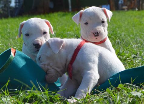 Dogo Argentino Info, Temperament, Life Span, Puppies, Pictures