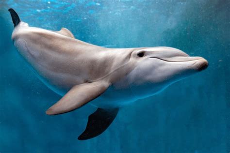 Dolphins Underwater Royalty-Free Images, Stock Photos & Pictures | Shutterstock