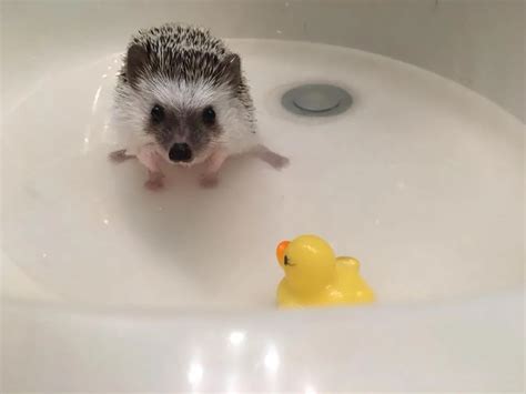 Hedgehog taking bath – Telegraph