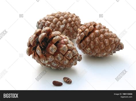 Stone Pine Cone Seeds Image & Photo (Free Trial) | Bigstock