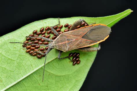 Squash Bugs - Prevention and Control