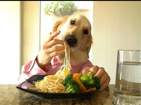 Dogs Eating Spaghetti