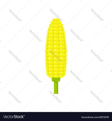 Yellow corn in flat style isolated on white Vector Image