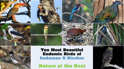 Ten Most Beautiful Birds | Most beautiful birds, Beautiful birds, Andaman and nicobar islands