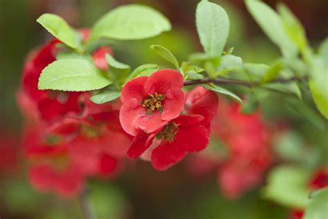 Garden Bushes With Red Flowers / Bush Red Flower Garden Image Photo Free Trial Bigstock - Ask ...