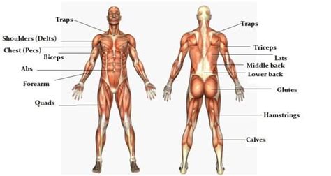 The massive muscle anatomy and body building guide you always wanted! | TheHealthSite.com