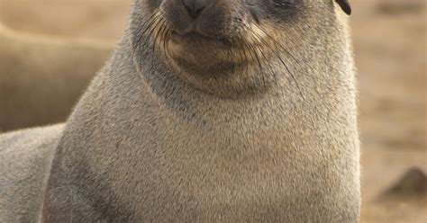 Rapid Vocal Recognition in Fur Seal Moms and Pups | Psychology Today