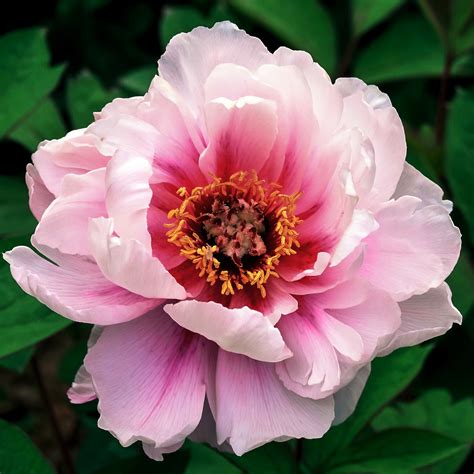 Tree Peony Care: How To Grow Tree Peonies - Gardening @ From House To Home