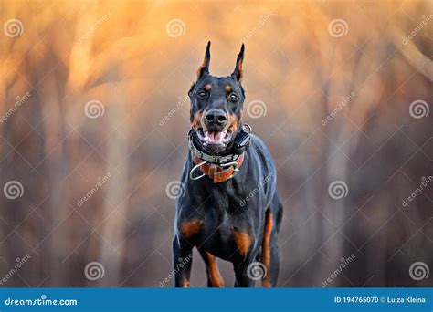 Doberman Running on the Field Stock Photo - Image of domestic, breed: 194765070