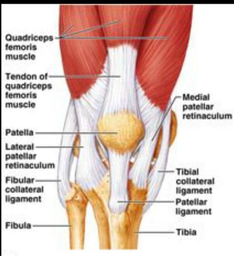 Medial and lateral patellar retinacula - MEDizzy