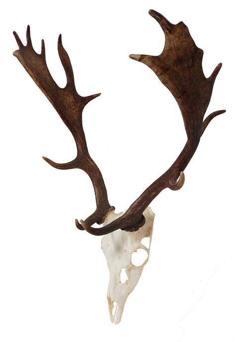 Fallow Deer Antlers On Skull By Emilyhannah Ltd | notonthehighstreet.com