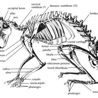 Rabbit Skeleton Labeled