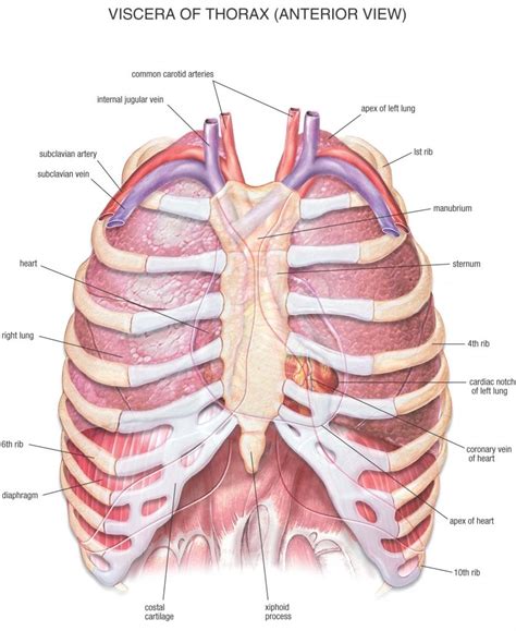 Anatomy Of Chest - qwlearn