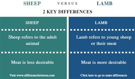 Difference Between Sheep and Lamb | Compare the Difference Between ...