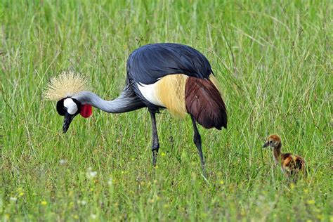 Zimbabwe Wildlife Safari | Footsteps of Giants | Gallery | Wildlife ...