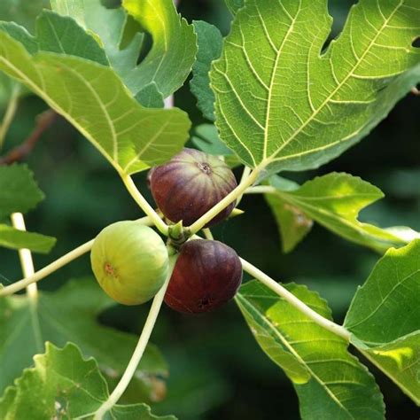 Buy Anjeer - Indian Fig Fruit plant online at plantsguru.com