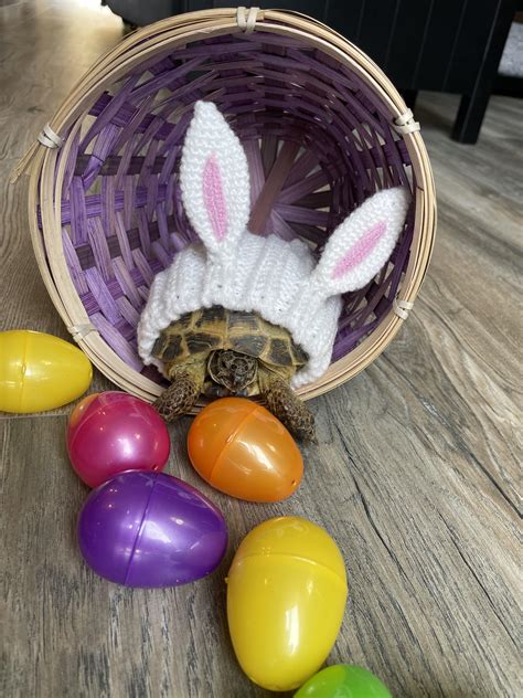 Happy Easter from Truman !! : r/tortoise