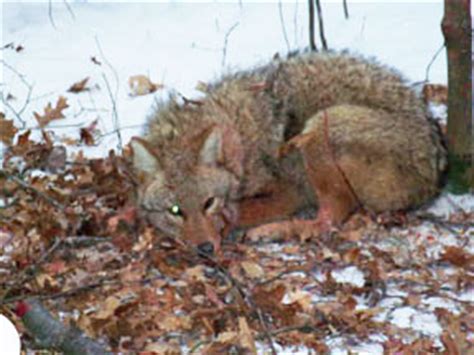 Coyote Snare, Coyote Traps, Coyote Lure and Bait