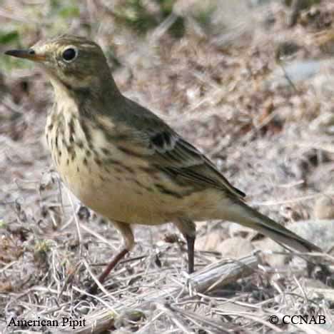 American Pipit (Anthus rubescens) - AMPI