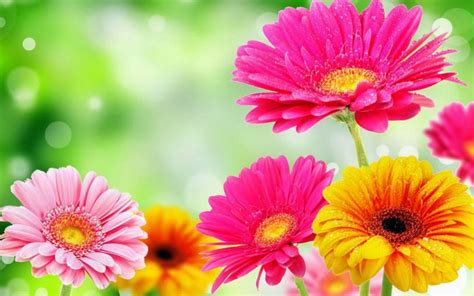 Spring Flowers wallpaper | 1280x800 | #870