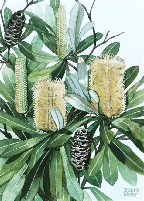 Golden Banksia Australian Native Watercolour Art Print By Debra Meier Art - FinetoShine