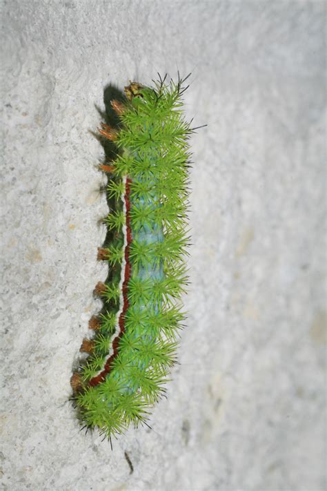 Fichier:Green caterpillar in Loxahatchee.JPG — Wikipédia