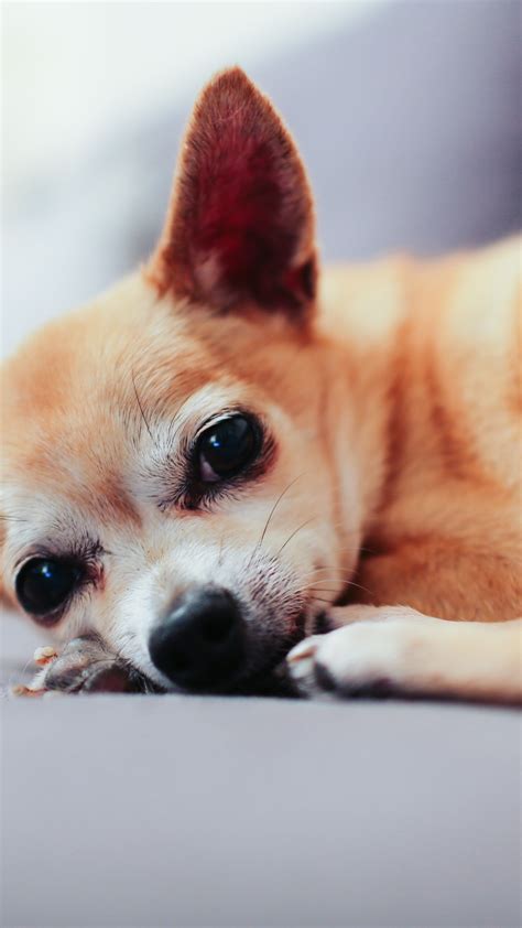 Cute Chihuahua Wallpapers - Wallpaper Cave