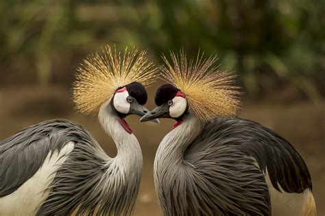 Here Are Some Of The Most Unique Animal Courtship Rituals - The Purple Press