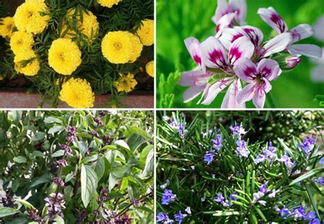 8 best mosquito repellent plants | Repel mosquitoes naturally - Naturebring