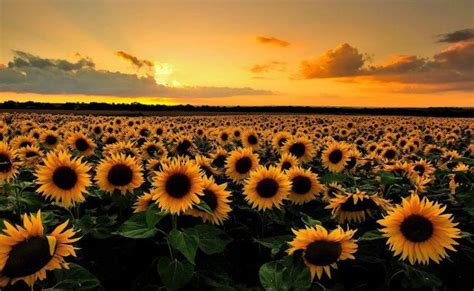 Las mejores imágenes de los campos de girasoles en México | Girasoles ...