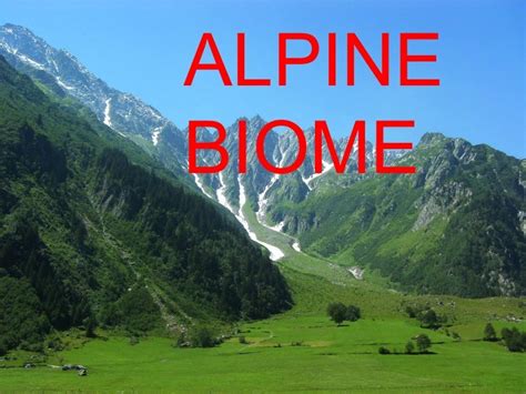 Alpine biome