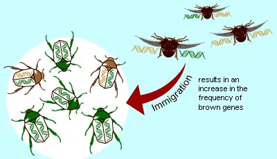 Migration / Gene Flow - Biology | Socratic